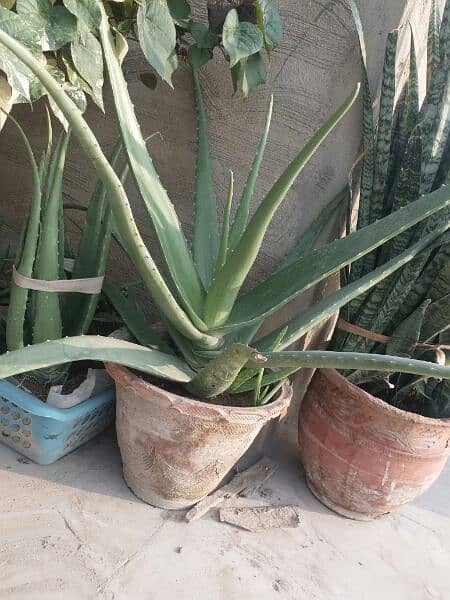 Aloe vera plants for sale. 
Available each pot is 800 12