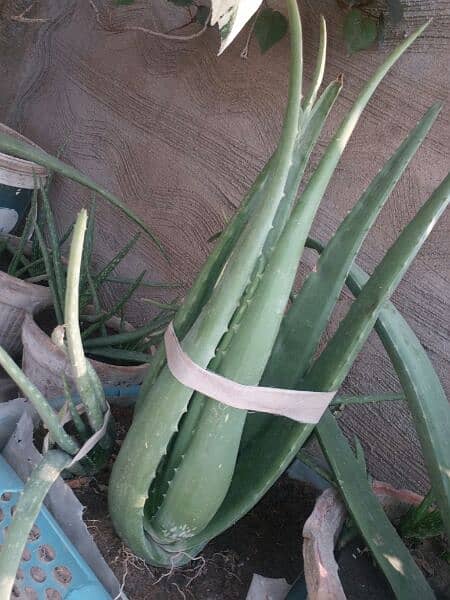 Aloe vera plants for sale. 
Available each pot is 800 14