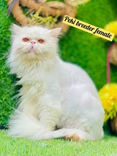 persian pure peki CFA bloodline female breeder