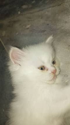 1 month and 11 days old kitten
