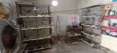 Cages for Sale Birds
