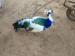 blue pide or white peacock chiks