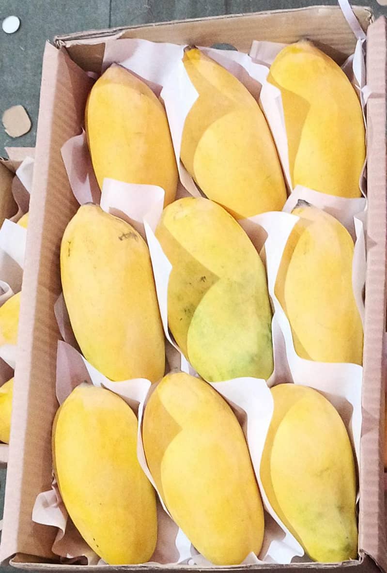 Fresh Sindhri Mangoes 1