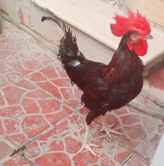Australorp Red Shaded Murgha