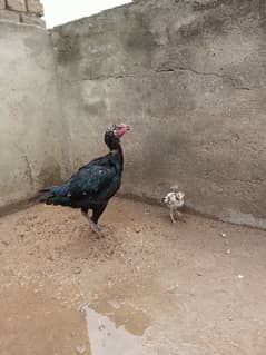 High quality Aseel chicks
