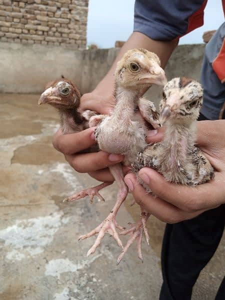 High quality Aseel chicks 1