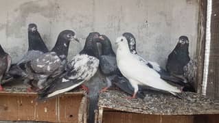 Neeldumbay taddi Kamagr haray pigeons for sale.