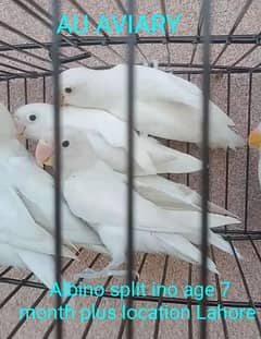 parblue split ino,Albino split, Blue pestalino and all types of bird