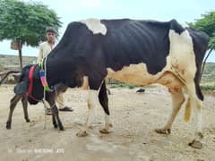 Friezan cow (18 kg)