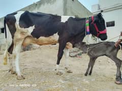 Friezan cow (15kg)