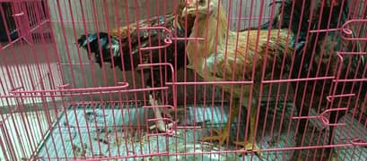 6 month old 1pair of aseel hen for sale