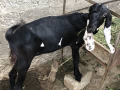 Sahiwal goat Orignal breed