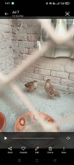 pure dakhni teetr males for sale each rs 7000