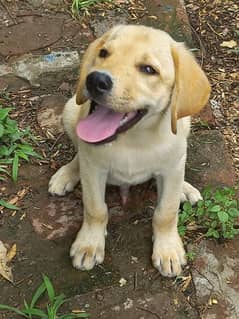 labrador puppy urgent sale