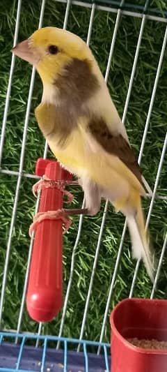 super singing canaries males for sale contact number 03002557880