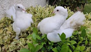 Fancy Lakka Pigeon Pair And Other Pigeons