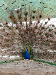 peacock