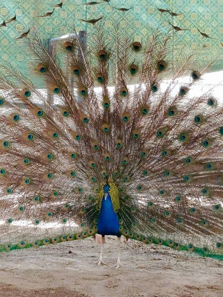 peacock 0