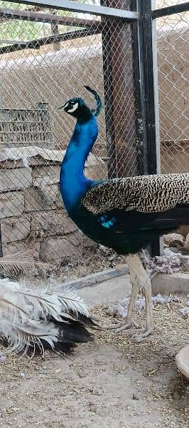 peacock 1