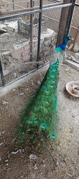 peacock 6