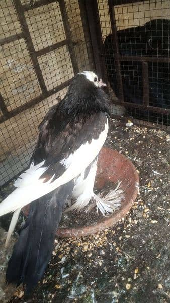 Magpie Piegon also Called Breeder Piegon 2