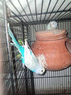 Budgies Breeder pairs available.