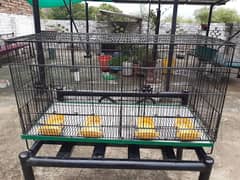 Cage parrots (+92 345 9798828)