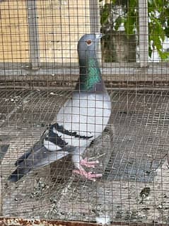 Qasid breeder pair for sale