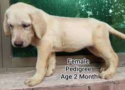 British Labrador Puppie pedigree import Bloodline 03134111831