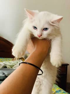 Persian cat urgent for sale