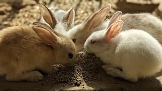 Rabbit bunny babies