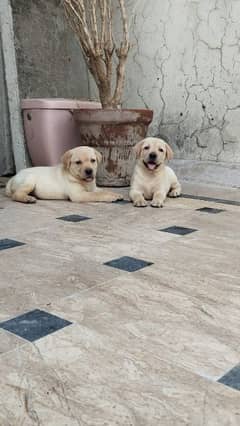 Labrador puppy 0/3/0/8/0/8/2/0/8/3/4