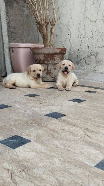 Labrador puppy 0/3/0/8/0/8/2/0/8/3/4 0