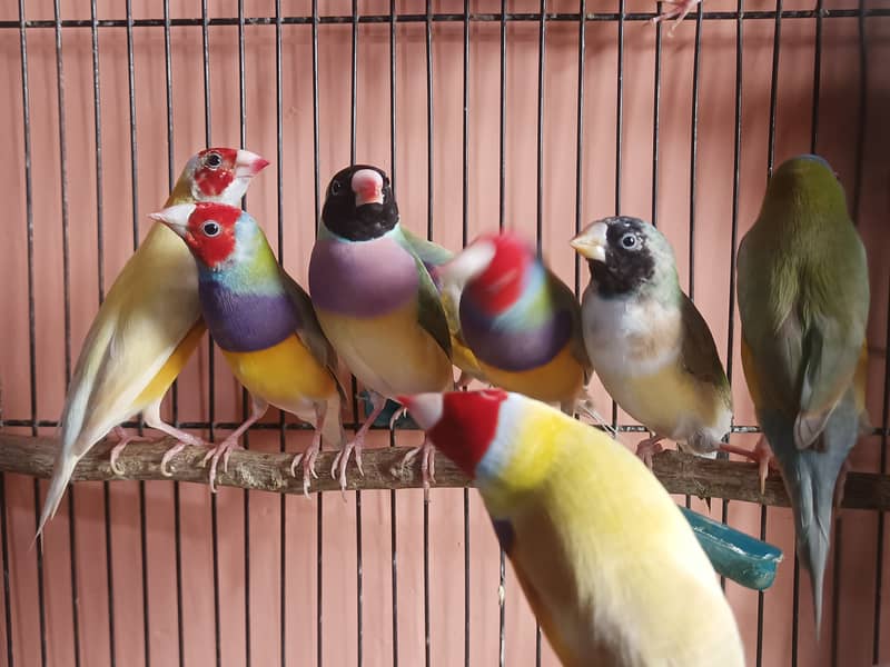 Gouldian male yellow and dilute 0