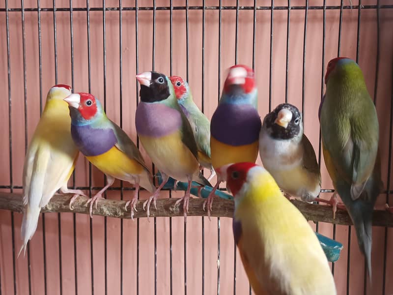 Gouldian male yellow and dilute 1