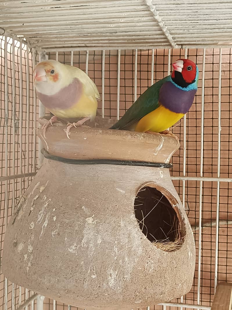 Gouldian male yellow and dilute 4
