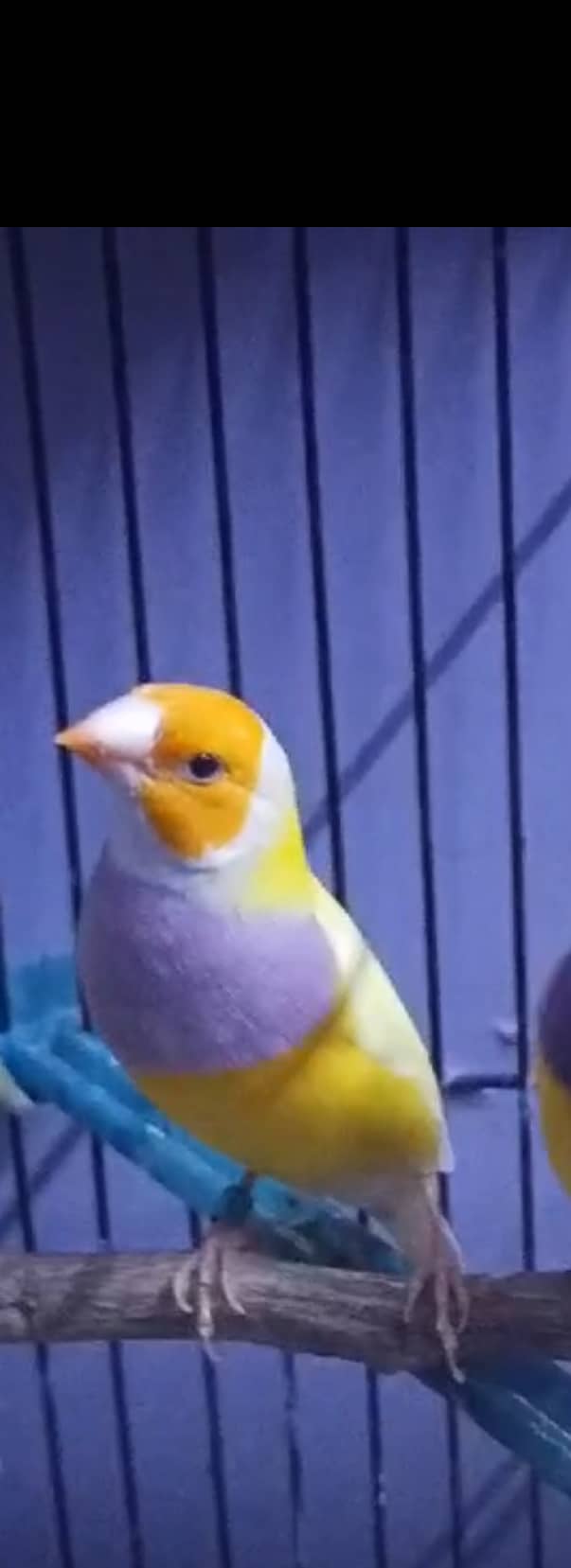 Gouldian male yellow and dilute 6