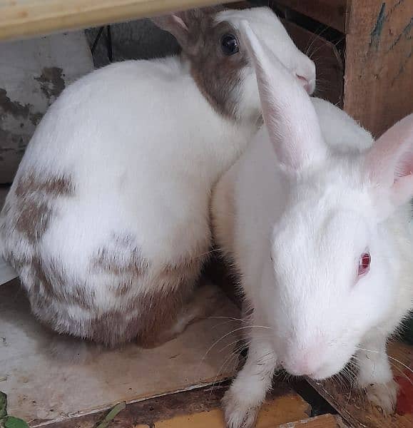 Rabbit Berder pair male Female 0