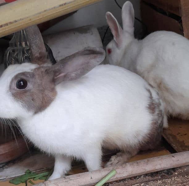 Rabbit Berder pair male Female 3