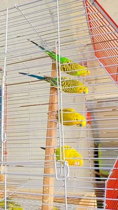 8 budgie's  for sale 4breeder 4 pathay