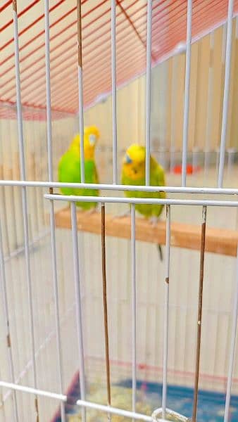 8 budgie's  for sale 4breeder 4 pathay 2