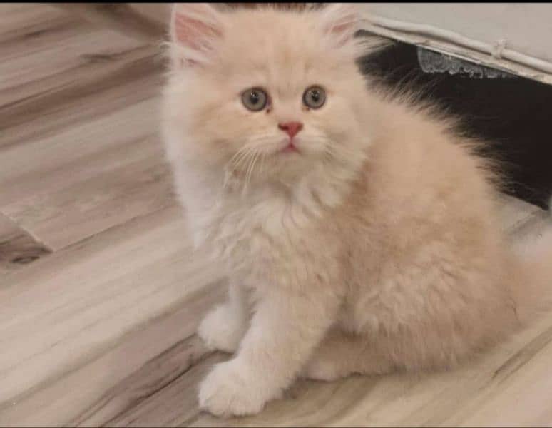 cute kitten urgent sale 0