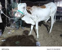 Cow Bachiya Bachry low price