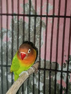 Love Birds 03077930950