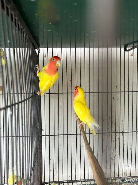 Lutino Common breeder pair 1