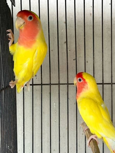 Lutino Common breeder pair 2