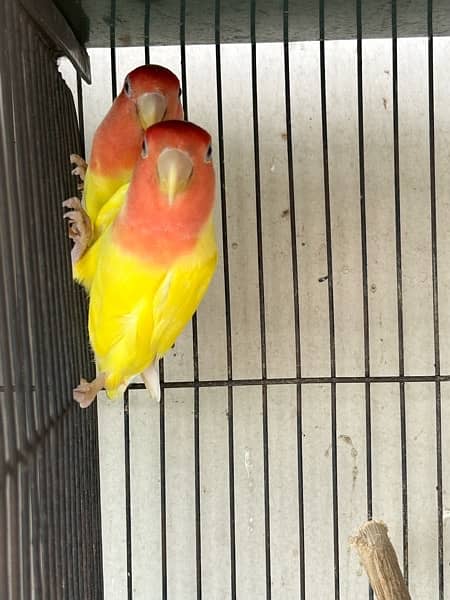 Lutino Common breeder pair 3