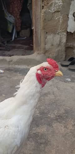 heera aseel Breeder pair available