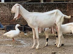 Wite goat gulabi with female