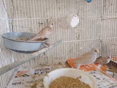 Red dove breeder pair with 2 chicks